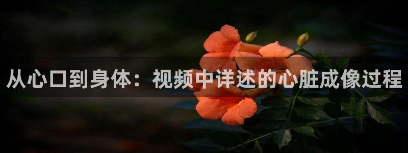 蓝光影视资源：从心口到身体：视频中详述的心脏成像过程